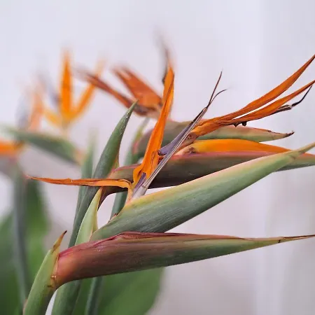 Casa De Flores - Boutique Lanzarote Szálloda Teguise